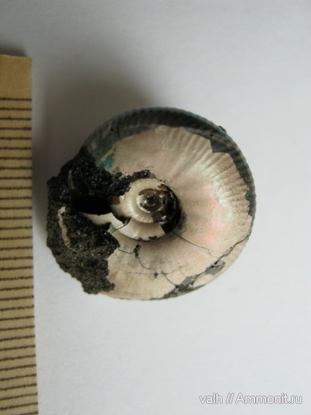 Craspedites, Craspedites okensis, зона Kachpurites fulgens