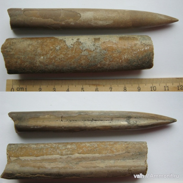 eulagonibelus volgensis