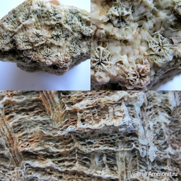 кораллы, средний карбон, Rugosa, Ivanovia, Ivanovia podolskiensis
