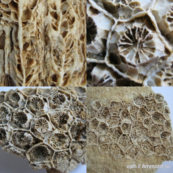кораллы, Petalaxis stylaxis, средний карбон, Petalaxis, Rugosa