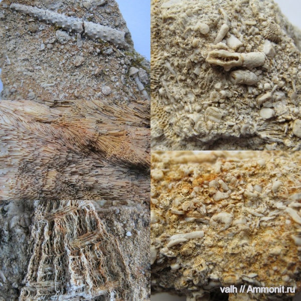 карбон, средний карбон