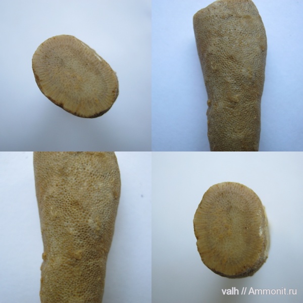 мшанки, Гжель, Tabulipora, Tabulipora maculosa