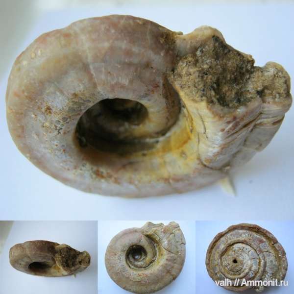 Гжель, Omphalotrochus, верхний карбон