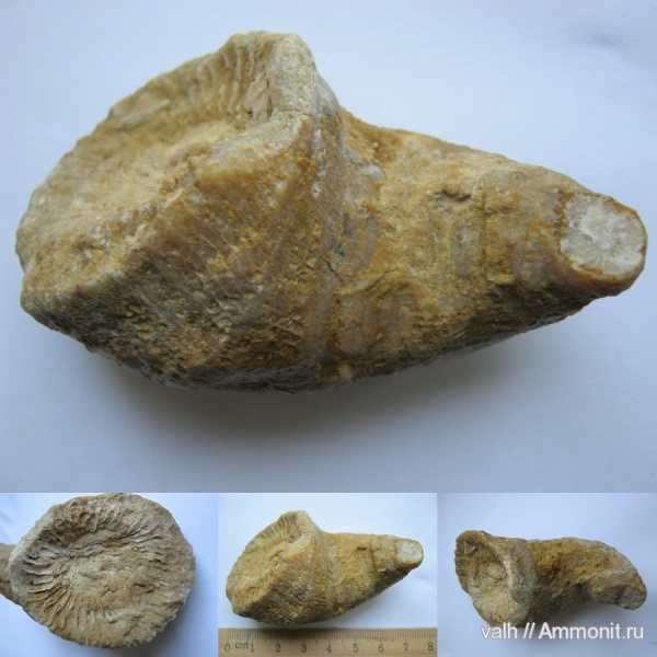 кораллы, Гжель, Gshelia, верхний карбон, Gshelia rouilleri, Rugosa