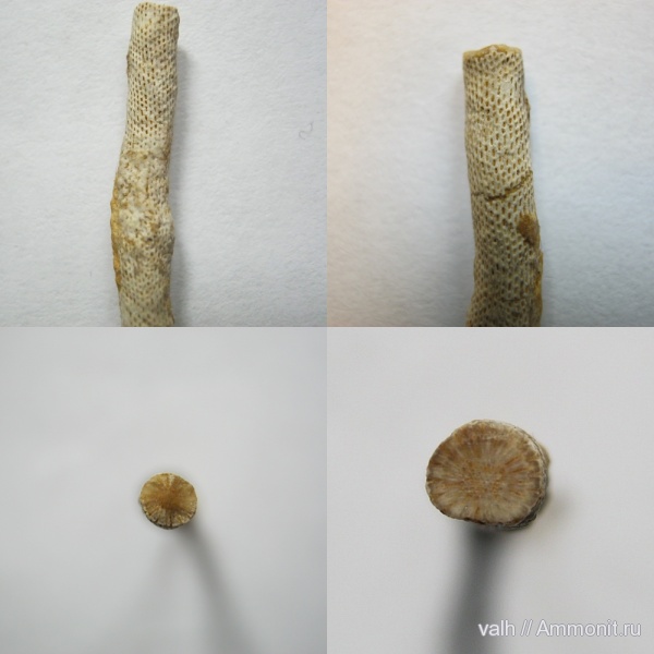 Гжель, верхний карбон, Ascopora, ascopora latiaxis