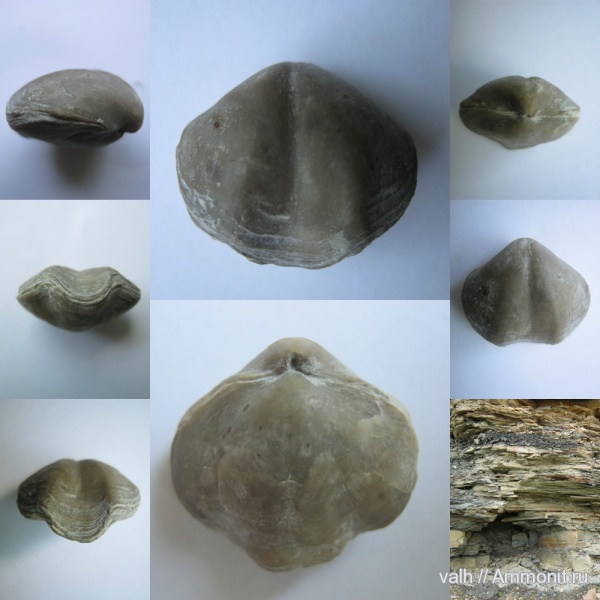 нижний карбон, Composita, стешевский горизонт, Athyridida, Заборье, composita ambigua