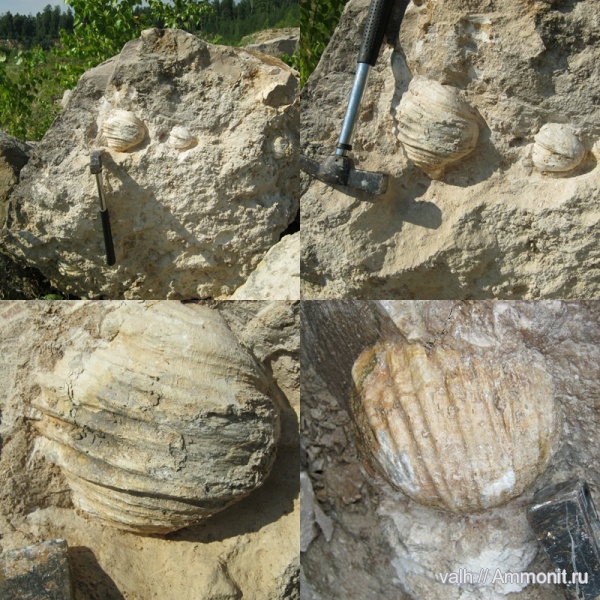 Gigantoproductus, визейский ярус, Ланьшинский карьер