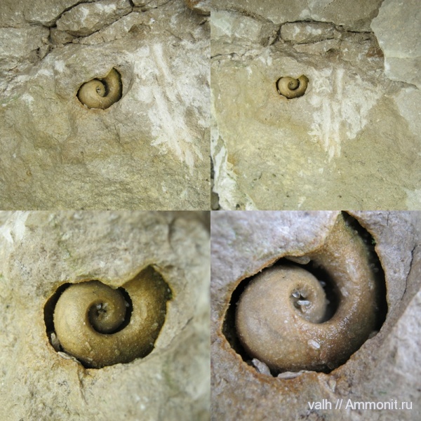 Bellerophon, нижний карбон, визейский ярус, Ланьшинский карьер