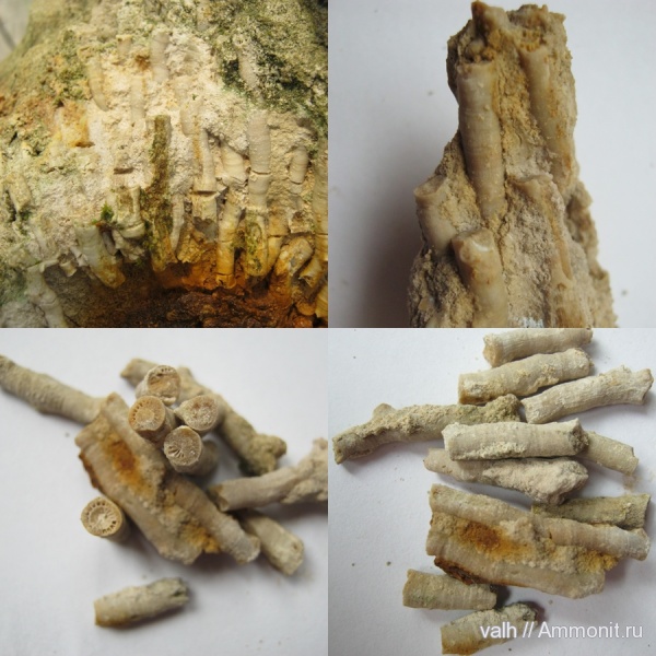 нижний карбон, Rugosa, визейский ярус, Ланьшинский карьер, Siphonodendron, Lithostrotionidae