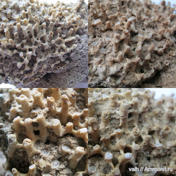 кораллы, нижний карбон, Syringopora, Tabulata, визейский ярус, Ланьшинский карьер