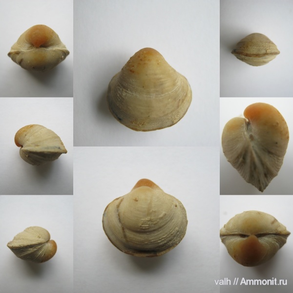 брахиоподы, Гжель, верхний карбон, Phricodothyris rostrata