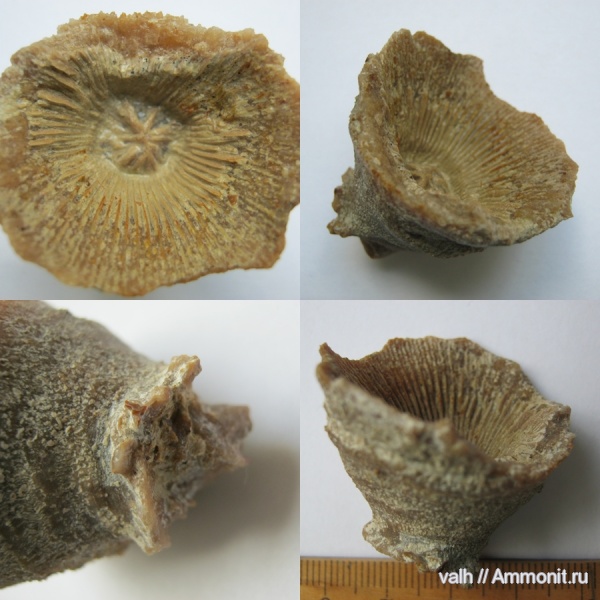 кораллы, нижний карбон, стешевский горизонт, Rugosa, Заборье, Dibunophyllum, Dibunophyllum bipartitum