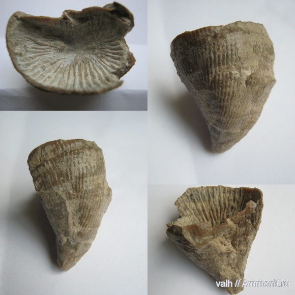 кораллы, нижний карбон, стешевский горизонт, Rugosa, Заборье, Pseudozaphrentoides