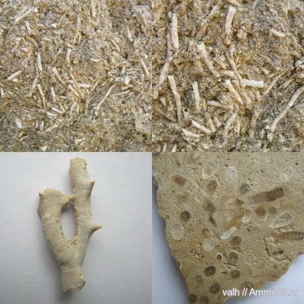 кораллы, Rugosa, визейский ярус, Siphonodendron, Lithostrotionidae, siphonodendron junceum