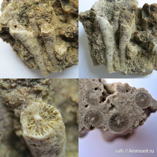 нижний карбон, Rugosa, визейский ярус, Ланьшинский карьер, Siphonodendron, Lithostrotionidae, siphonodendron junceum