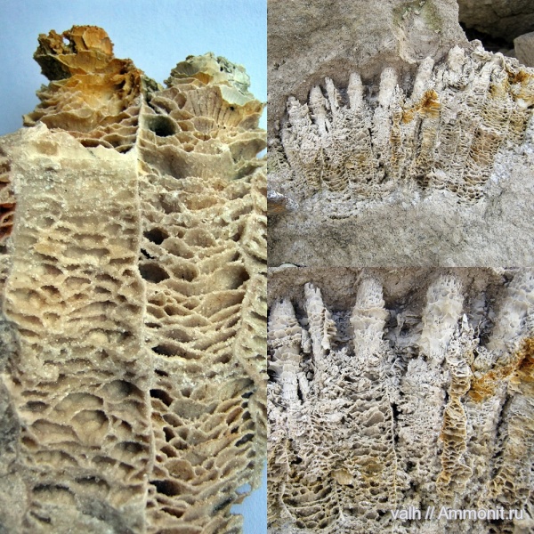 кораллы, нижний карбон, Actinocyathus, Rugosa, серпуховский ярус, Actinocyathus sarytschevae, тарусский горизонт