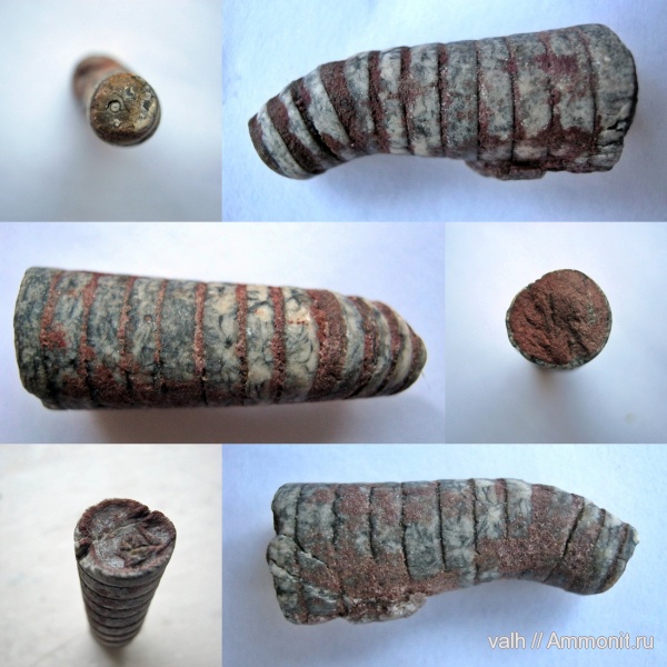 палеозой, Nautiloidea