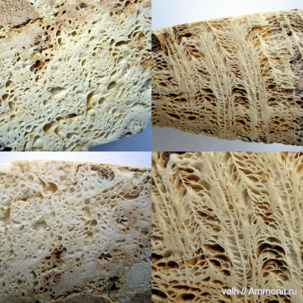 карбон, кораллы, средний карбон, Rugosa, cystiphora, cystiphora manchurica