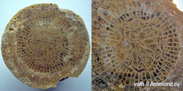 кораллы, нижний карбон, Rugosa, визейский ярус, Dibunophyllum, Dibunophyllum bipartitum