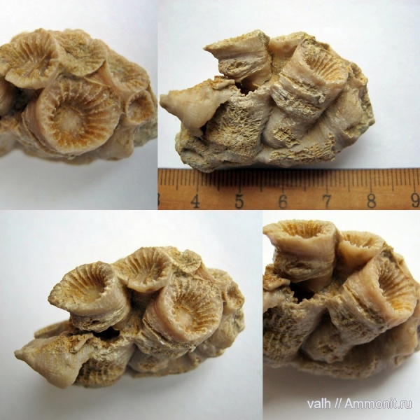 девон, Devonian, верхний девон, Rugosa, Donia, Donia russiensis, Disphillia, Disphillia russiensis