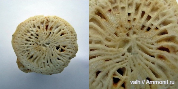 кораллы, Bothrophyllum, подольский горизонт, средний карбон, Rugosa, Bothrophyllum conicum