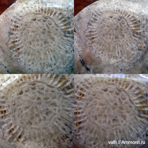 кораллы, нижний карбон, Rugosa, Axophyllum