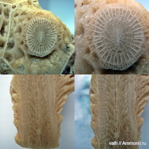 кораллы, нижний карбон, Actinocyathus, Rugosa, серпуховский ярус, Actinocyathus sarytschevae, тарусский горизонт