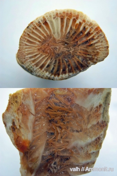кораллы, Гжель, Gshelia, верхний карбон, Gshelia rouilleri, Rugosa