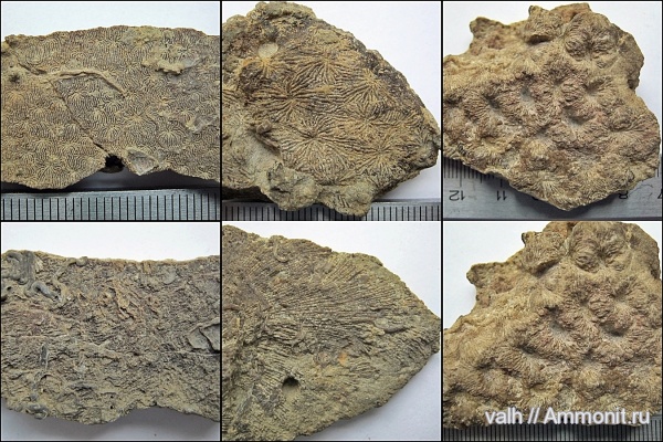 кораллы, Крым, Thamnasteria, Судак, Scleractinia, Fungiastraea, complexastraea