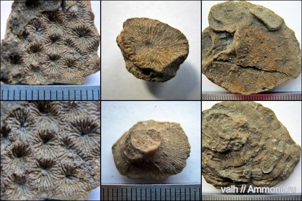 кораллы, Крым, Судак, Scleractinia, Isastraea, Dimorphastraea, Acrosmilia