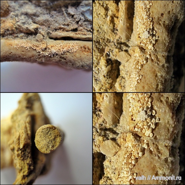 мшанки, Гжель, верхний карбон, Rhombotrypella