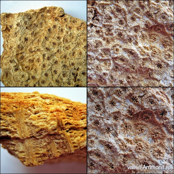 кораллы, подольский горизонт, средний карбон, Rugosa, Ivanovia, cystiphora humboldti