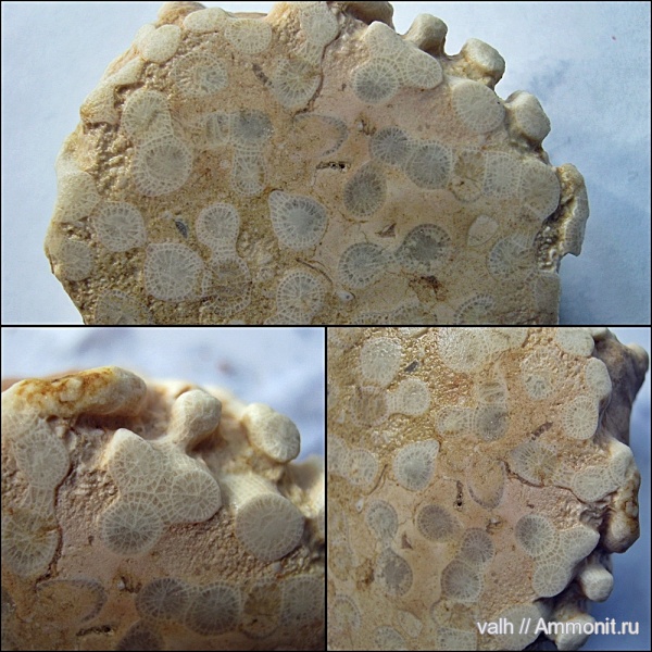 нижний карбон, Rugosa, Siphonodendron, Lithostrotionidae