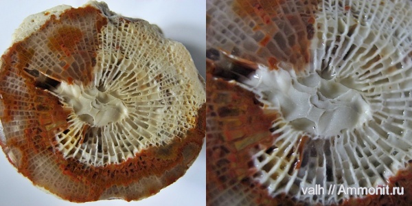 Bothrophyllum, подольский горизонт, средний карбон, Rugosa, Bothrophyllum pseudoconicum