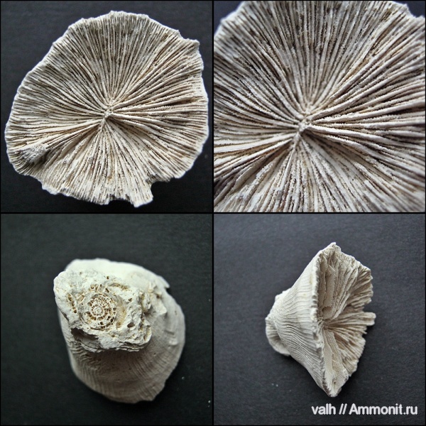 палеоген, эоцен, кайнозой, мандрыковские слои, приабон, Scleractinia, Trochoseris, Agariciidae