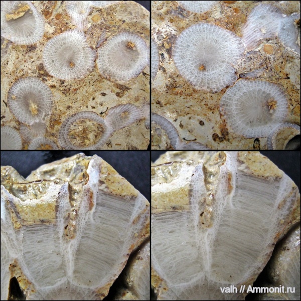 девон, Devonian, верхний девон, Rugosa, Disphyllum kostetskae