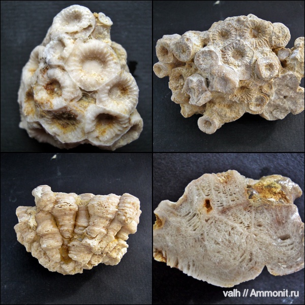 девон, Devonian, верхний девон, Rugosa, Donia, Donia russiensis, Disphillia, Disphillia russiensis