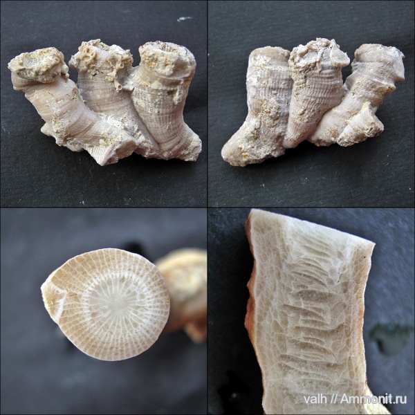 верхний девон, Rugosa, Disphyllum, Кривоборье, Disphyllum kostetskae