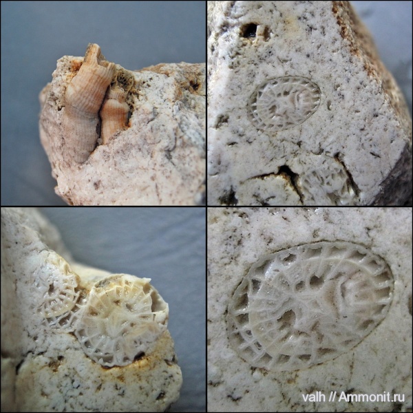 нижний карбон, Rugosa, Siphonodendron