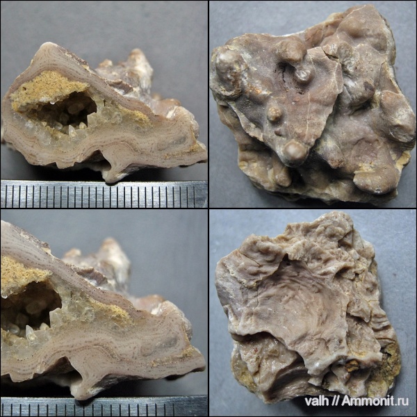 Stromatoporoidea
