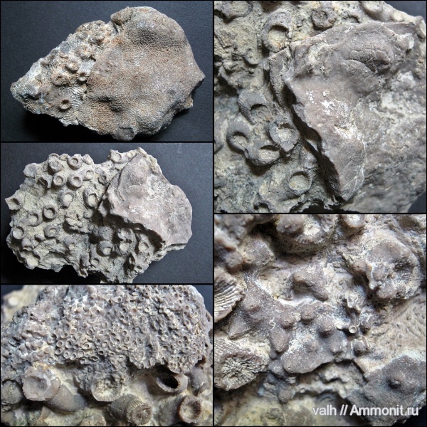 Stromatoporoidea, Mastopora, Phillipsastraea, Alveolites, Peneckiella, сирачойский горизонт