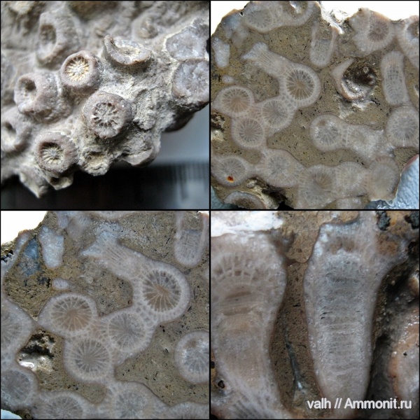 верхний девон, Peneckiella, сирачойский горизонт, Peneckiella fascicularis