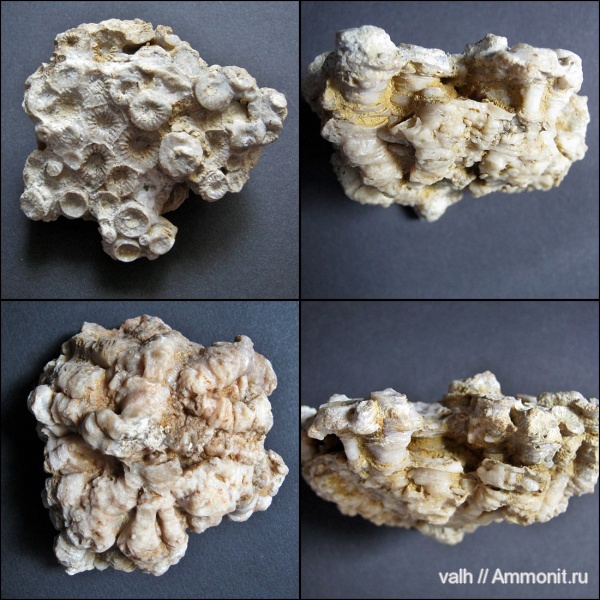 Rugosa, Donia, Donia russiensis Rugosa, Donia, Donia russiensis