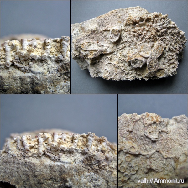 Aulopora, Syringopora, Tabulata, Rugosa, Mastopora, syringopora fragilis, Thamnophyllum
