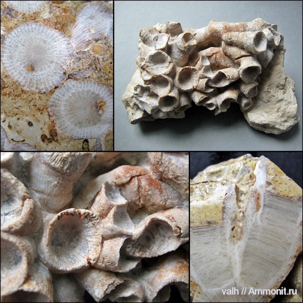 девон, Devonian, верхний девон, Rugosa, Disphyllum, Disphyllum kostetskae