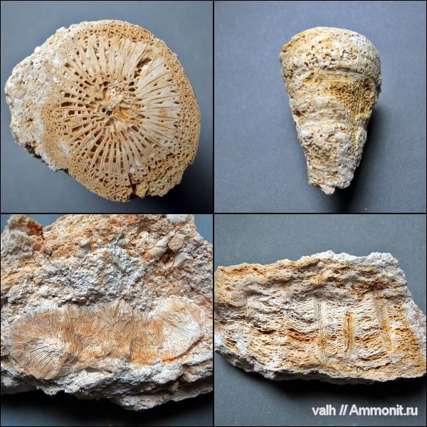Chaetetes, Rugosa, Ivanovia, Bothrophyllum conicum