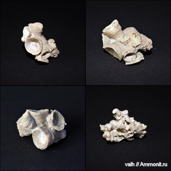 Rugosa, Peneckiella, mictophyllum