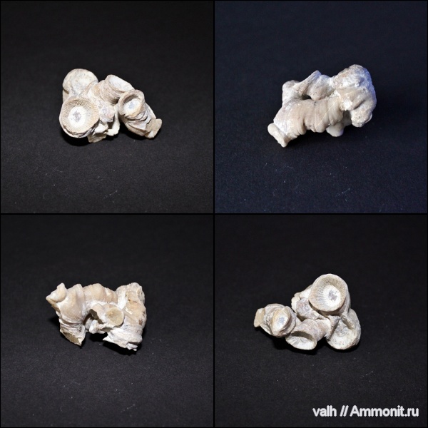 Rugosa, mictophyllum, Mictophyllum pseudosociale