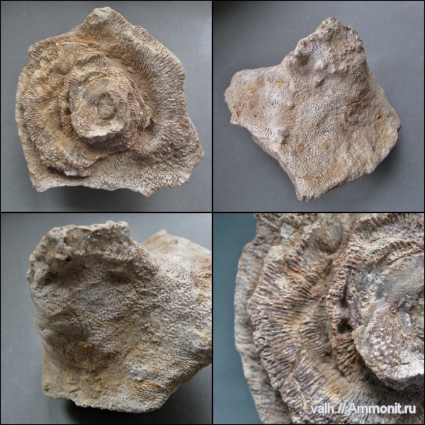Tabulata, Alveolites, Alveolites suborbicularis