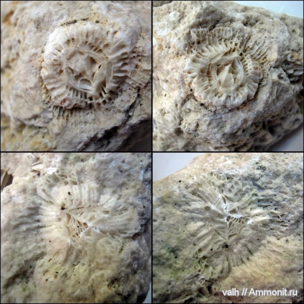 Rugosa, Dibunophyllum, Dibunophyllum bipartitum